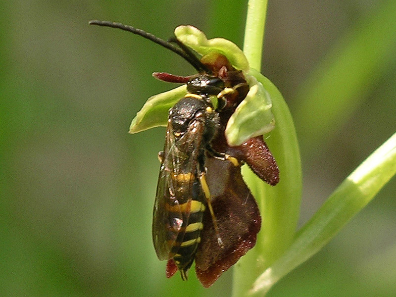 Psudocopulazione: Argogorytes mystaceus/Ophrys insectifera